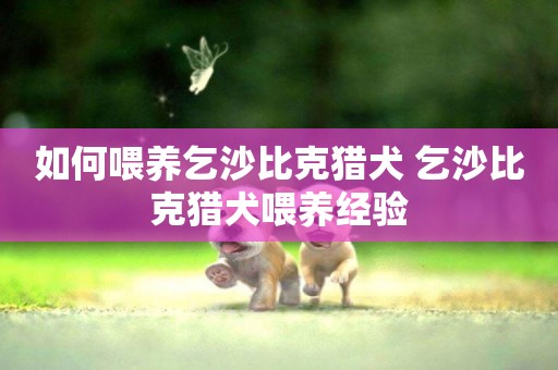 如何喂養乞沙比克獵犬 乞沙比克獵犬喂養經驗