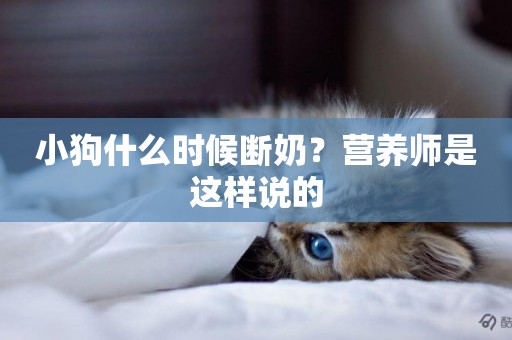 小狗什么時候斷奶？營養師是這樣說的