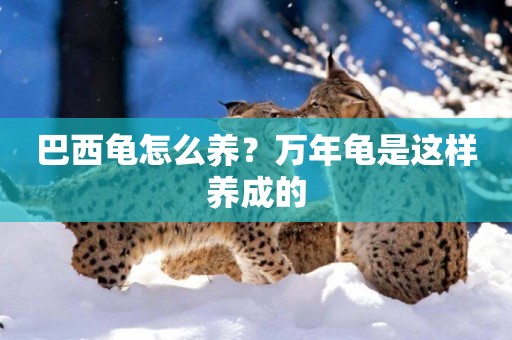 巴西龜怎么養？萬年龜是這樣養成的