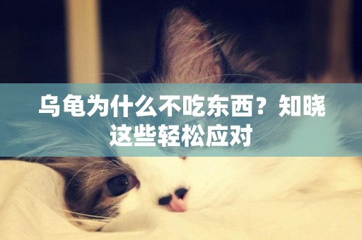 烏龜為什么不吃東西？知曉這些輕松應對