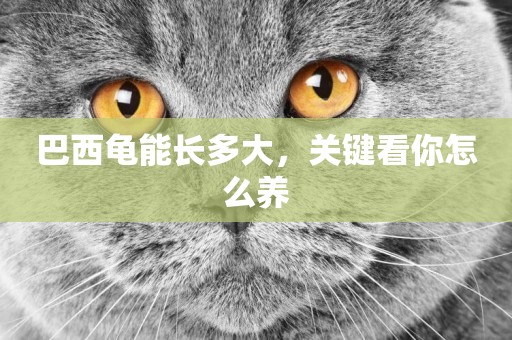 巴西龜能長多大，關鍵看你怎么養