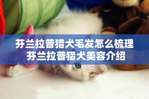 芬蘭拉普獵犬毛發怎么梳理 芬蘭拉普獵犬美容介紹