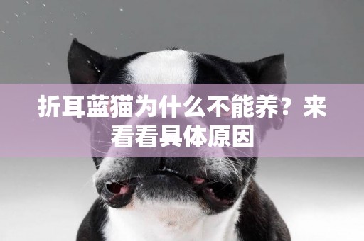 折耳藍貓為什么不能養？來看看具體原因
