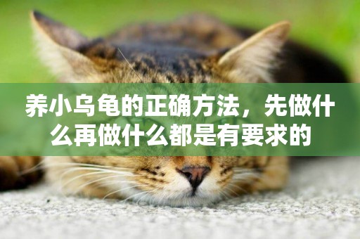 養小烏龜的正確方法，先做什么再做什么都是有要求的