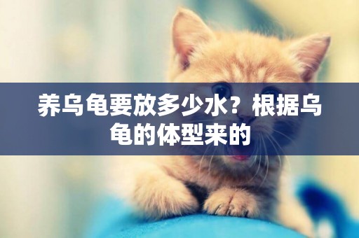 養烏龜要放多少水？根據烏龜的體型來的