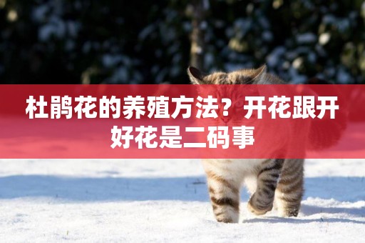 杜鵑花的養殖方法？開花跟開好花是二碼事