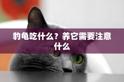 豹龜吃什么？養它需要注意什么