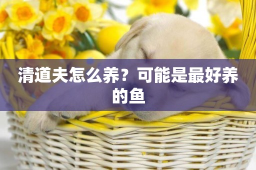 清道夫怎么養？可能是最好養的魚