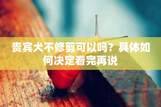 貴賓犬不修剪可以嗎？具體如何決定看完再說
