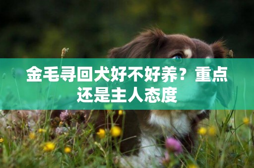 金毛尋回犬好不好養？重點還是主人態度
