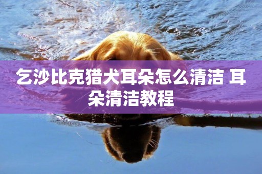 乞沙比克獵犬耳朵怎么清潔 耳朵清潔教程