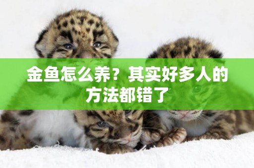 金魚怎么養？其實好多人的方法都錯了