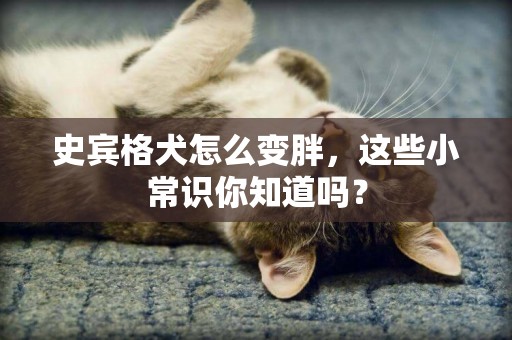 史賓格犬怎么變胖，這些小常識你知道嗎？