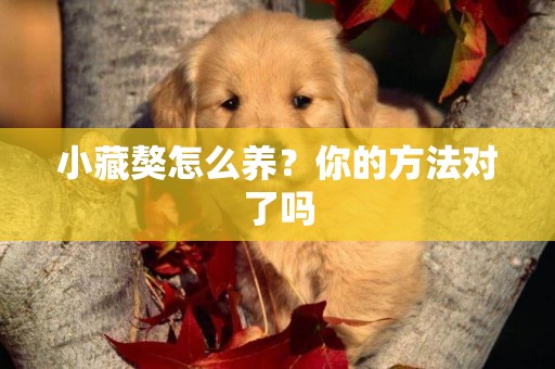 小藏獒怎么養？你的方法對了嗎
