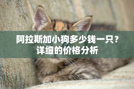阿拉斯加小狗多少錢一只？詳細的價格分析