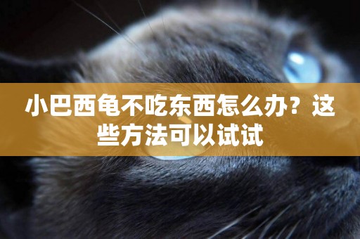 小巴西龜不吃東西怎么辦？這些方法可以試試