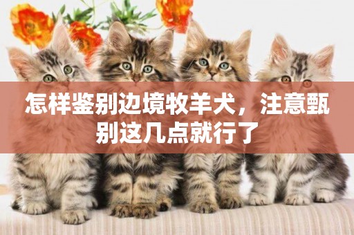 怎樣鑒別邊境牧羊犬，注意甄別這幾點就行了