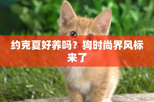 約克夏好養嗎？狗時尚界風標來了