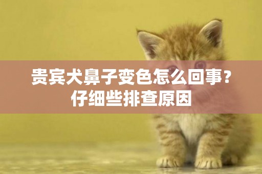 貴賓犬鼻子變色怎么回事？仔細些排查原因