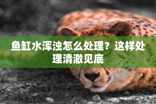 魚缸水渾濁怎么處理？這樣處理清澈見底