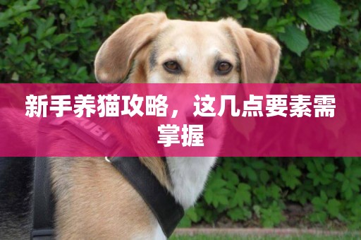 新手養貓攻略，這幾點要素需掌握