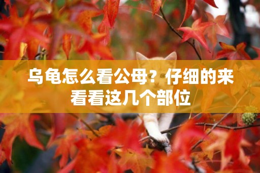烏龜怎么看公母？仔細的來看看這幾個部位