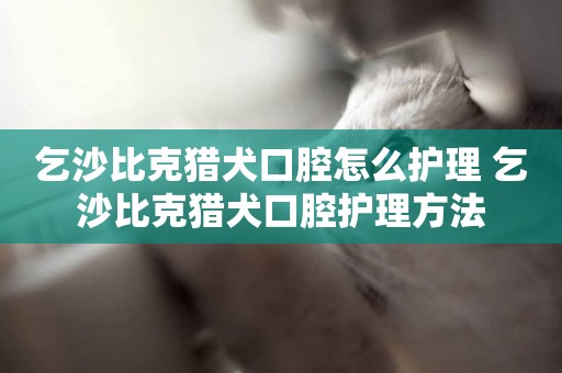 乞沙比克獵犬口腔怎么護理 乞沙比克獵犬口腔護理方法