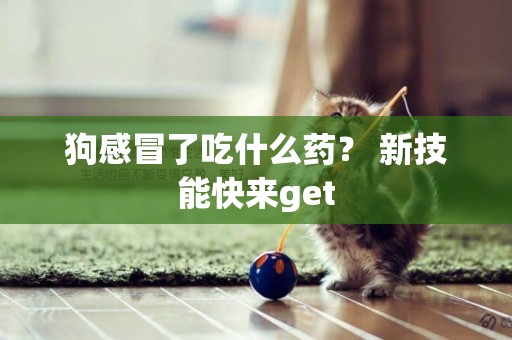 狗感冒了吃什么藥？ 新技能快來get