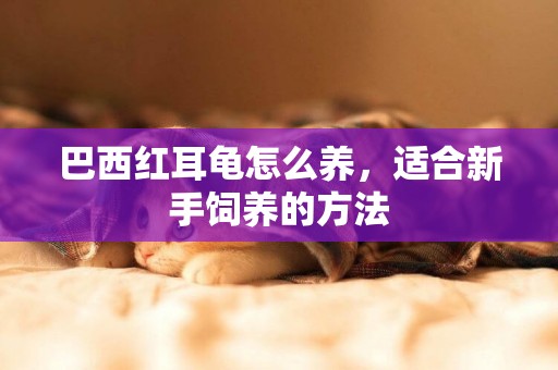 巴西紅耳龜怎么養，適合新手飼養的方法