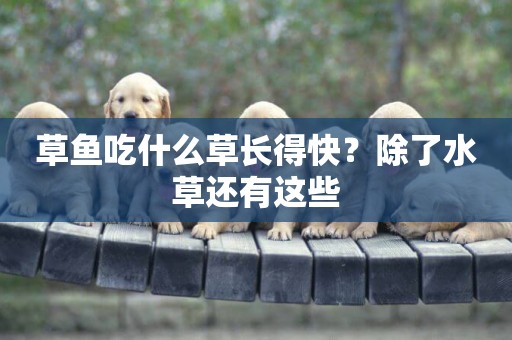 草魚吃什么草長得快？除了水草還有這些