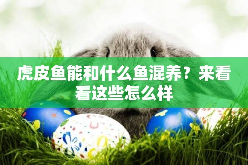 虎皮魚能和什么魚混養？來看看這些怎么樣