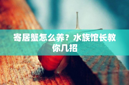 寄居蟹怎么養？水族館長教你幾招