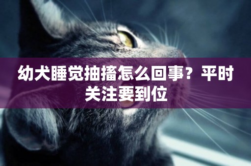 幼犬睡覺抽搐怎么回事？平時關注要到位