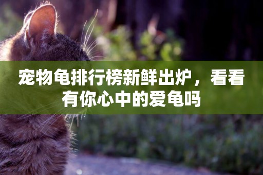 寵物龜排行榜新鮮出爐，看看有你心中的愛龜嗎
