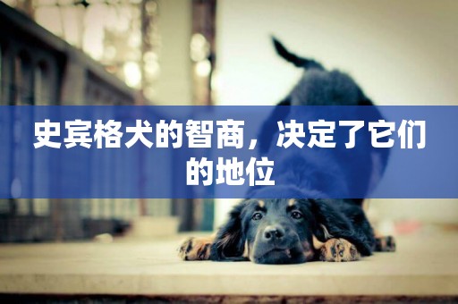 史賓格犬的智商，決定了它們的地位