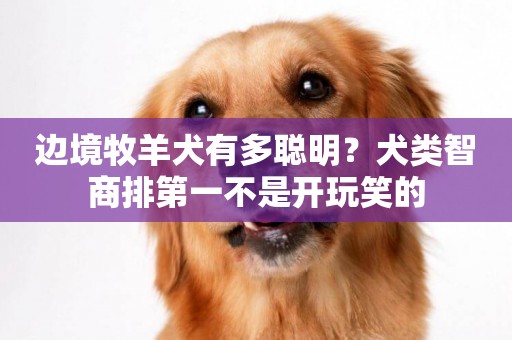 邊境牧羊犬有多聰明？犬類智商排第一不是開玩笑的