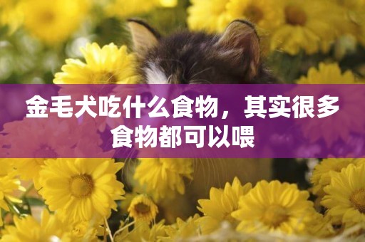 金毛犬吃什么食物，其實很多食物都可以喂