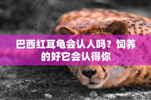 巴西紅耳龜會認人嗎？飼養的好它會認得你