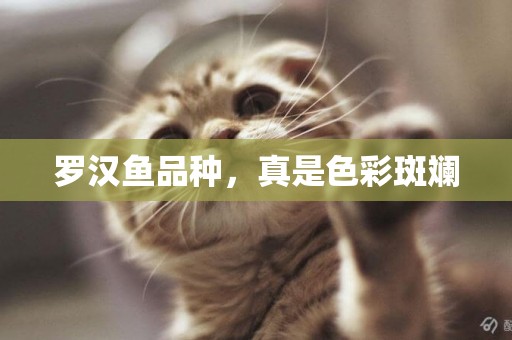 羅漢魚品種，真是色彩斑斕