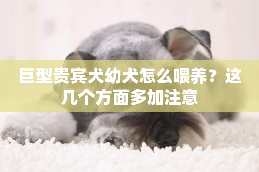巨型貴賓犬幼犬怎么喂養？這幾個方面多加注意