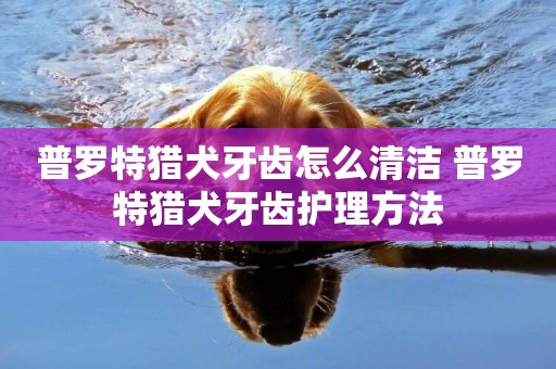 普羅特獵犬牙齒怎么清潔 普羅特獵犬牙齒護理方法
