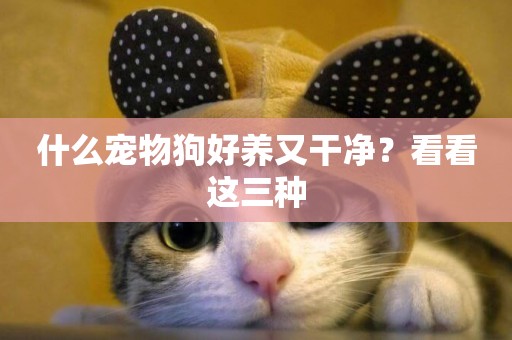 什么寵物狗好養又干凈？看看這三種