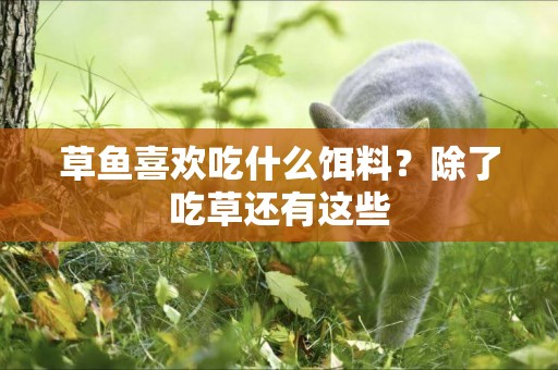 草魚喜歡吃什么餌料？除了吃草還有這些