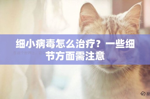 細小病毒怎么治療？一些細節方面需注意
