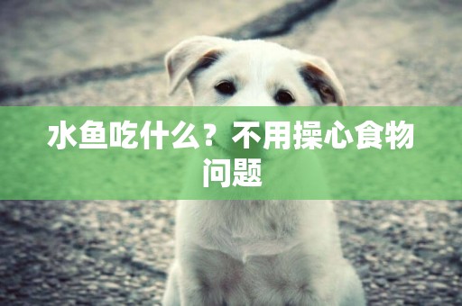 水魚吃什么？不用操心食物問題