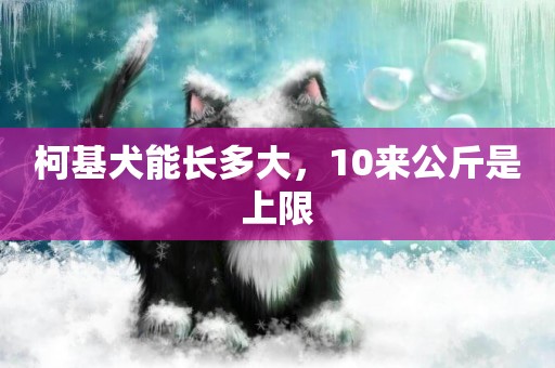 柯基犬能長多大，10來公斤是上限