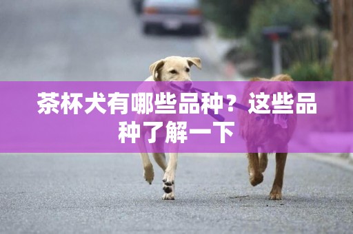 茶杯犬有哪些品種？這些品種了解一下