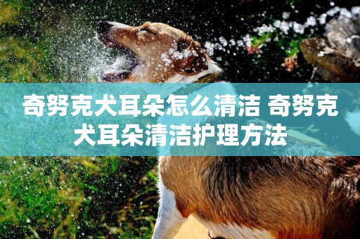 奇努克犬耳朵怎么清潔 奇努克犬耳朵清潔護理方法