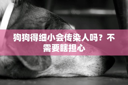 狗狗得細小會傳染人嗎？不需要瞎擔心