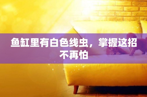 魚缸里有白色線蟲，掌握這招不再怕
